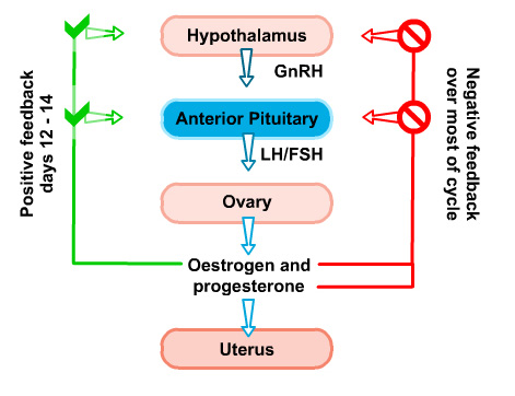 five hormones in the female reproductive cycle: see text on left